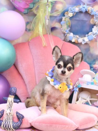 20240811クリッパーくん